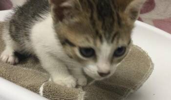 Domestic Short Hair Cats Available for Adoption - DIXIE | PetCurious