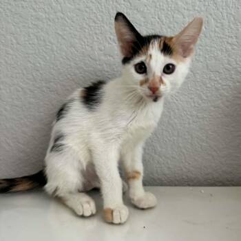 Paprika -  Calico and Domestic Short Hair Cat for Adoption in Antioch, California - Paprika | PetCurious