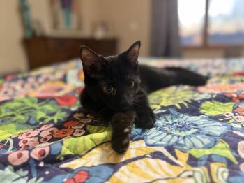 Domestic Short Hair Cats Available for Adoption - Kent | PetCurious