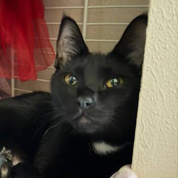 Momma Amber -  American Shorthair Cat for Adoption in Newberg, Oregon - Momma Amber | PetCurious