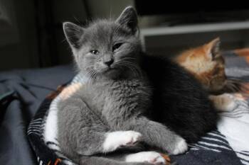 Russian Blue and Domestic Short Hair Cats Available for Adoption in Buford, Georgia - Rumor | PetCurious