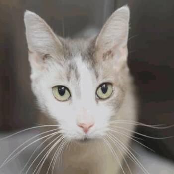 Rescue Domestic Short Hair Cats for Adoption in New York, New York - Aurelia | PetCurious