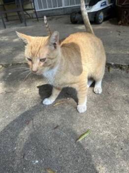 Birdman -  Domestic Short Hair Cat for Adoption in West Memphis, Arkansas - Birdman | PetCurious