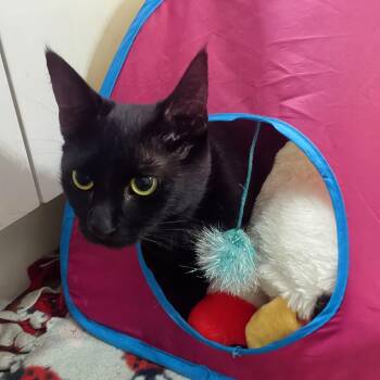 Hocus -  Domestic Short Hair Cat for Adoption in Medford Lakes, New Jersey - Hocus | PetCurious