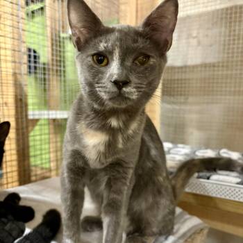 Rescue Domestic Short Hair Cats for Adoption in Centerville, Georgia - Tink | PetCurious