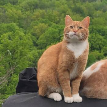 Rescue Domestic Short Hair Cats for Adoption in Rochester, Minnesota - LOST In Preston MN - Ripper | PetCurious