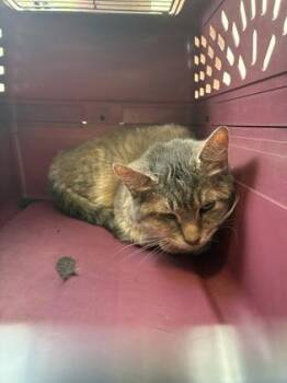 Domestic Short Hair Cats Available for Adoption in Lafayette, Indiana - Halloween (T4) | PetCurious