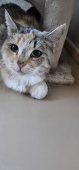 DARCY -  Domestic Short Hair Cat for Adoption in Northfield, Ohio - DARCY | PetCurious