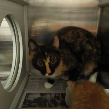 Rescue Domestic Short Hair Cats for Adoption in Chattanooga, Tennessee - Appollonia | PetCurious