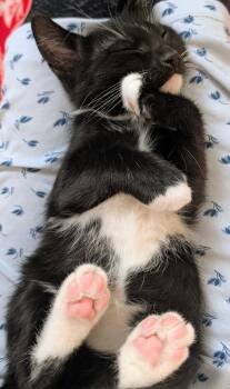 Domestic Short Hair Cats Available for Adoption - Harpo | PetCurious