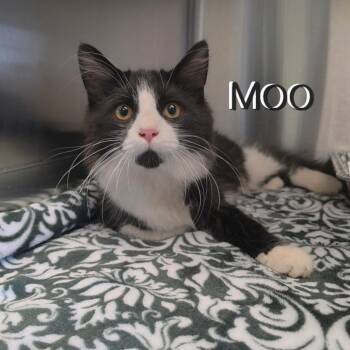Moo -  Domestic Long Hair Cat for Adoption in Parkersburg, West Virginia - Moo | PetCurious