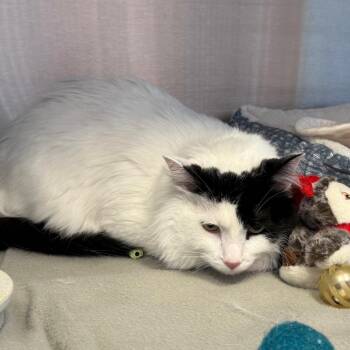 Jaxon -  Domestic Long Hair Cat for Adoption in Madisonville, Tennessee - Jaxon | PetCurious