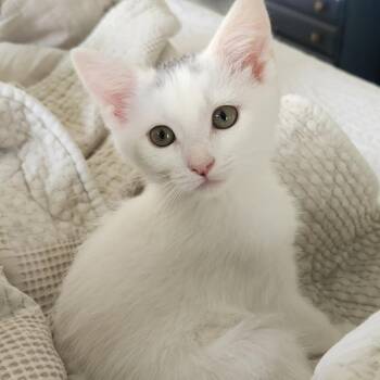 Thing 2 -  Domestic Short Hair Cat for Adoption in Belleville, Illinois - Thing 2 | PetCurious