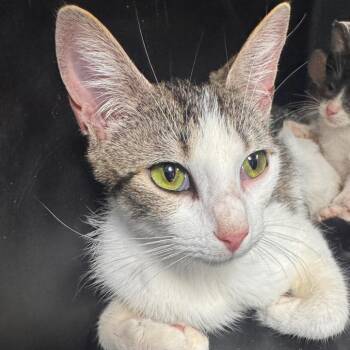 Betty -  Domestic Short Hair Cat for Adoption in Starkville, Mississippi - Betty | PetCurious