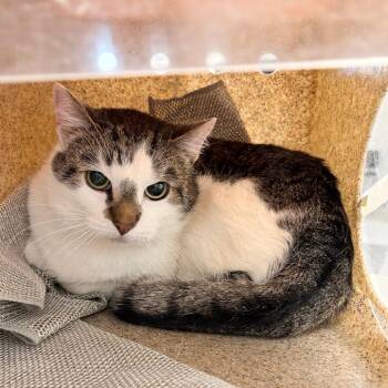 Domestic Short Hair Cats Available for Adoption - Polar | PetCurious