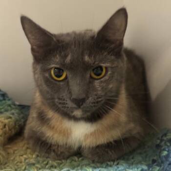 Tilly -  Domestic Short Hair Cat for Adoption in Dearborn, Michigan - Tilly | PetCurious