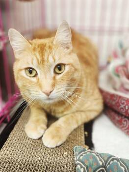 Domestic Short Hair Cats Available for Adoption - Porkchop | PetCurious