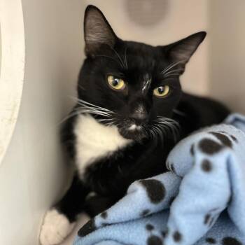 Domestic Short Hair Cats Available for Adoption in Phoenix, Arizona - Charlos | PetCurious