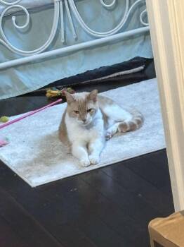 Rescue American Shorthair Cats for Adoption in Center Square, Pennsylvania - Missy | PetCurious