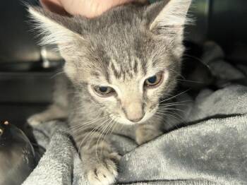 CONAGREE -  Domestic Short Hair Cat for Adoption in Antioch, California - CONAGREE | PetCurious