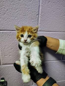Domestic Medium Hair Cats Available for Adoption in El Paso, Texas - 60827640 | PetCurious