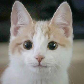 Carmel -  Tabby and Domestic Short Hair Cat for Adoption in Huntley, Illinois - Carmel | PetCurious