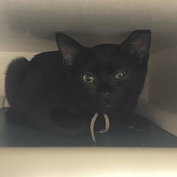 Noche -  Domestic Short Hair Cat for Adoption in Mentor, Ohio - Noche | PetCurious