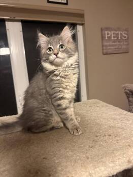 Reggie -  Domestic Medium Hair Cat for Adoption in Hinckley, Illinois - Reggie | PetCurious