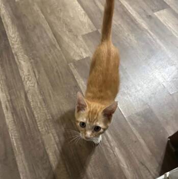 Oliver -  Domestic Short Hair Cat for Adoption in Floresville, Texas - Oliver | PetCurious