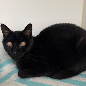 Caton -  Domestic Short Hair Cat for Adoption in West Palm Beach, Florida - Caton | PetCurious