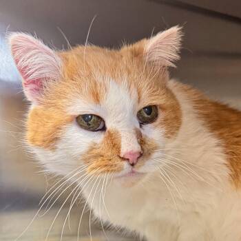 Marmalade -  Domestic Short Hair Cat Available for Adoption in Midland, Michigan - Marmalade | PetCurious