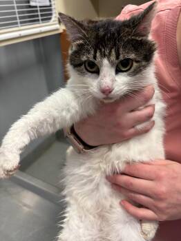 Lil Miss -  Domestic Short Hair Cat for Adoption in Bloomington, Indiana - Lil Miss | PetCurious