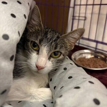 Rory -  Domestic Short Hair Cat for Adoption in Saugerties, New York - Rory | PetCurious