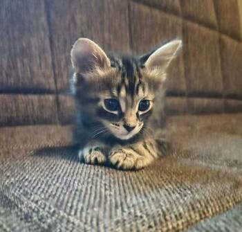 Kahuna -  Domestic Short Hair Cat for Adoption in Chicago, Illinois - Kahuna | PetCurious