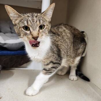Willow -  Domestic Short Hair Cat for Adoption in Colorado Springs, Colorado - Willow | PetCurious