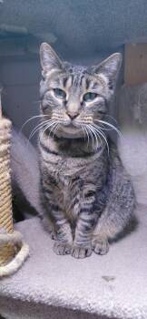 Bella -  Domestic Short Hair Cat for Adoption in Billings, Montana - Bella | PetCurious