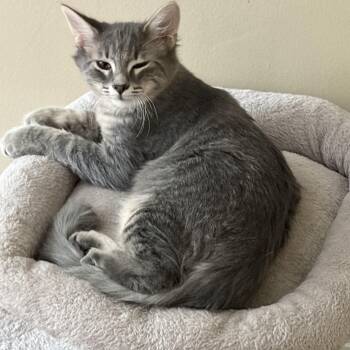 Steve -  Domestic Medium Hair Cat for Adoption in Belmont, North Carolina - Steve | PetCurious