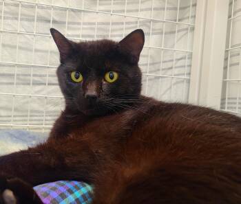 Dough Boy -  Domestic Short Hair Cat for Adoption in Kirkland, Washington - Dough Boy | PetCurious
