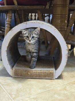 Milos -  Tabby and Domestic Short Hair Cat for Adoption in Minneapolis, Minnesota - Milos | PetCurious