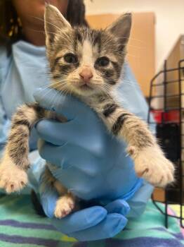 Maia -  Domestic Short Hair Cat for Adoption in Raleigh, North Carolina - Maia | PetCurious