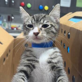 Domestic Medium Hair Cats Available for Adoption - Drew | PetCurious