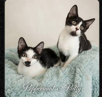 Peppermint & Patty -  Tuxedo and Domestic Short Hair Cat for Adoption in Homestead, Florida - Peppermint & Patty | PetCurious