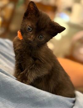 Kaleo -  Domestic Short Hair Cat for Adoption in Lincoln, California - Kaleo | PetCurious