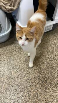 Rescue Domestic Short Hair Cats for Adoption in Fort Payne, Alabama - Pounce | PetCurious