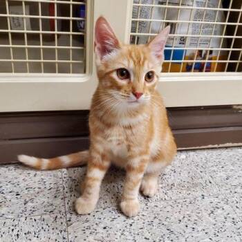 Nacho -  Domestic Short Hair Cat for Adoption in Prescott, Arizona - Nacho | PetCurious