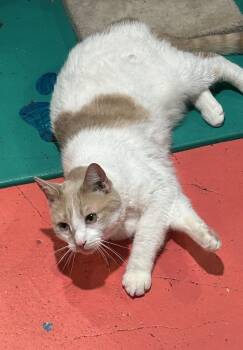 Domestic Short Hair Cats Available for Adoption in Havertown, Pennsylvania - Milo | PetCurious