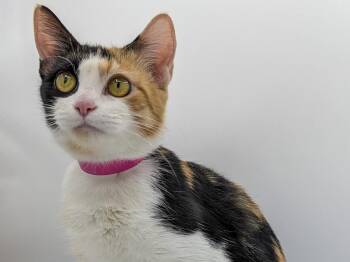 Tiger Lily -  Domestic Short Hair and Dilute Calico Cat for Adoption in Powell, Ohio - Tiger Lily | PetCurious