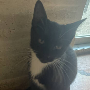 Rescue Domestic Short Hair Cats for Adoption in San Antonio, Texas - SAPA-Stray- Frankie | PetCurious