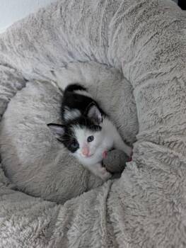 Grandpa -  Domestic Short Hair Cat for Adoption in San Antonio, Texas - Grandpa | PetCurious
