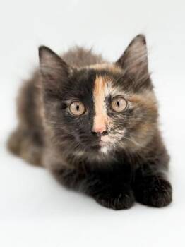 Tess -  Domestic Long Hair and Domestic Short Hair Cat for Adoption in Bowling Green, Kentucky - Tess | PetCurious